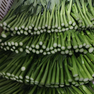 农九板蓝根菜心板蓝根菜苔含板蓝根成份授权省市代理商
