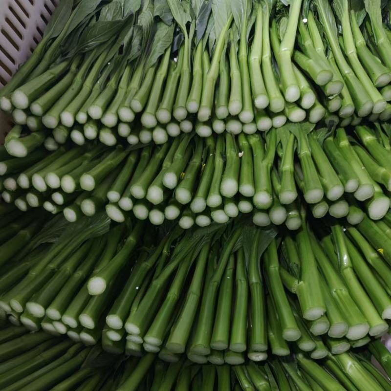 农九板蓝根菜心板蓝根菜苔含板蓝根成份授权省市代理商