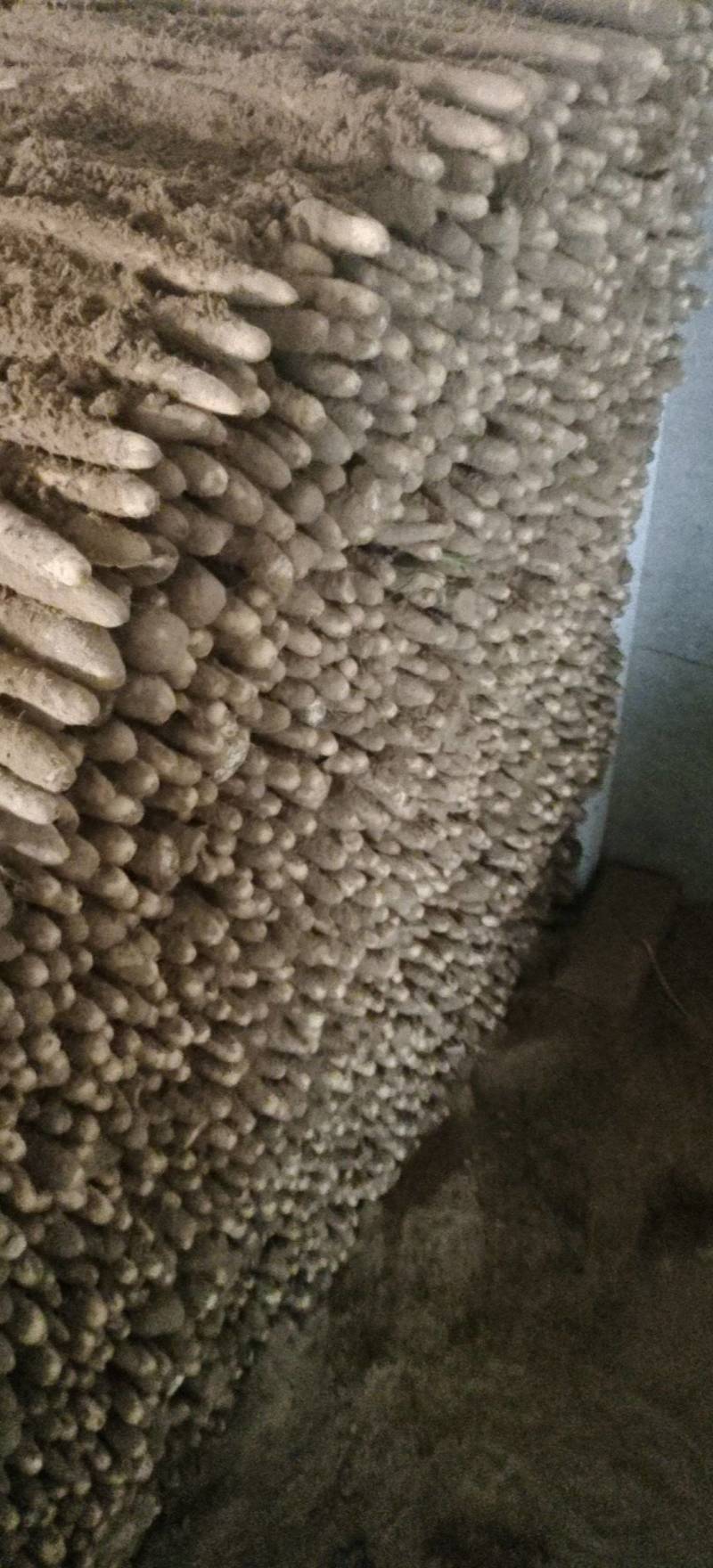 小白嘴