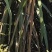甜象草种