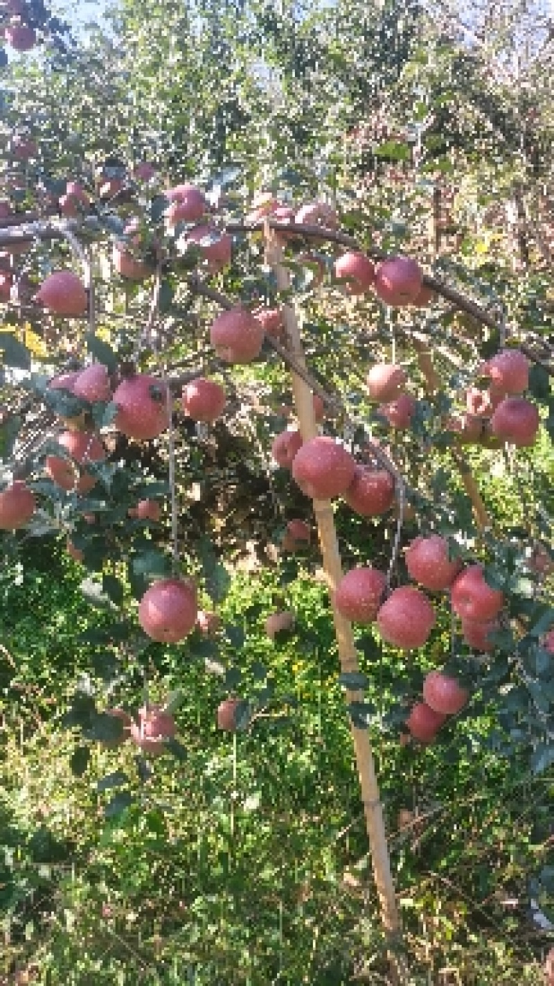 糖心苹果