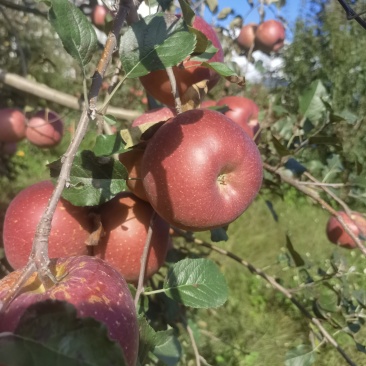 糖心苹果