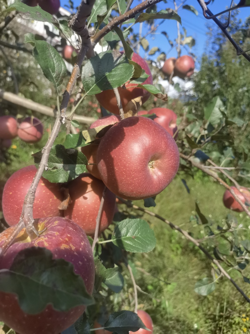 糖心苹果