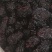 黑枣紫水晶枣万信药业只做精品药材