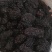黑枣紫水晶枣万信药业只做精品药材