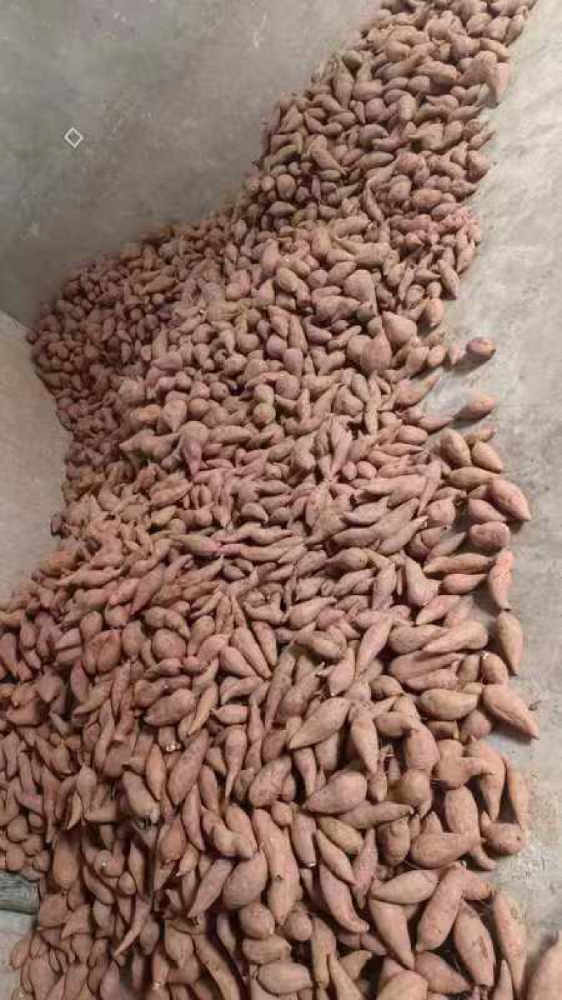 西瓜红红薯，食味优，耐储存，甜度高，无筋无丝