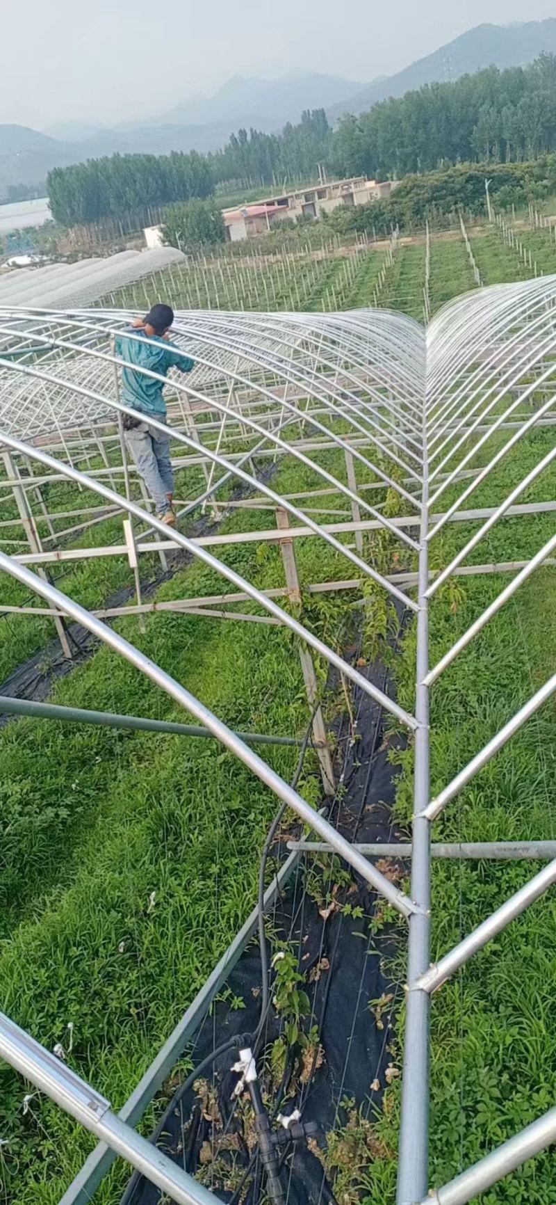 大棚钢管大棚整套配件设计预算各种温室大棚