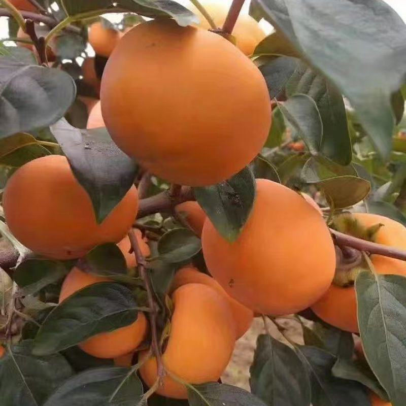 陕西咸阳柿子阳丰甜柿大量上市脆甜可口个头大果面好货源充足
