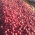 辽宁寒富苹果大量上市对接全国市场电商平台欢迎合作