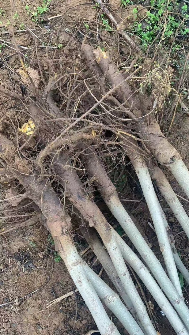 核桃苗红仁核桃苗基地供应量大质优价格优惠一手货源