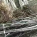 核桃苗红仁核桃苗基地供应量大质优价格优惠一手货源
