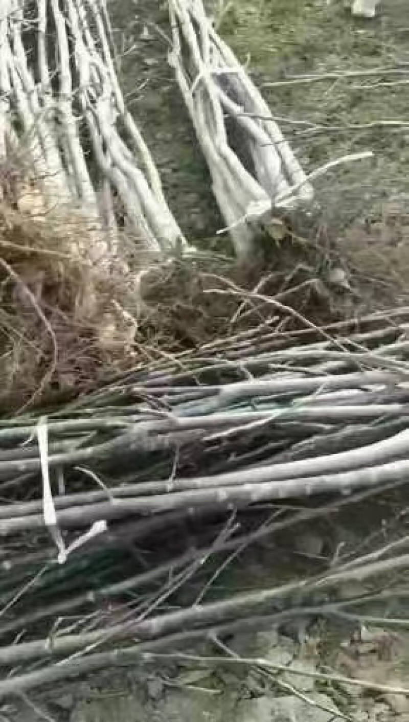 核桃苗红仁核桃苗基地供应量大质优价格优惠一手货源