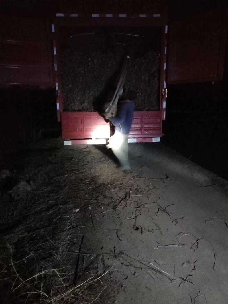核桃苗红仁核桃苗基地供应量大质优价格优惠一手货源