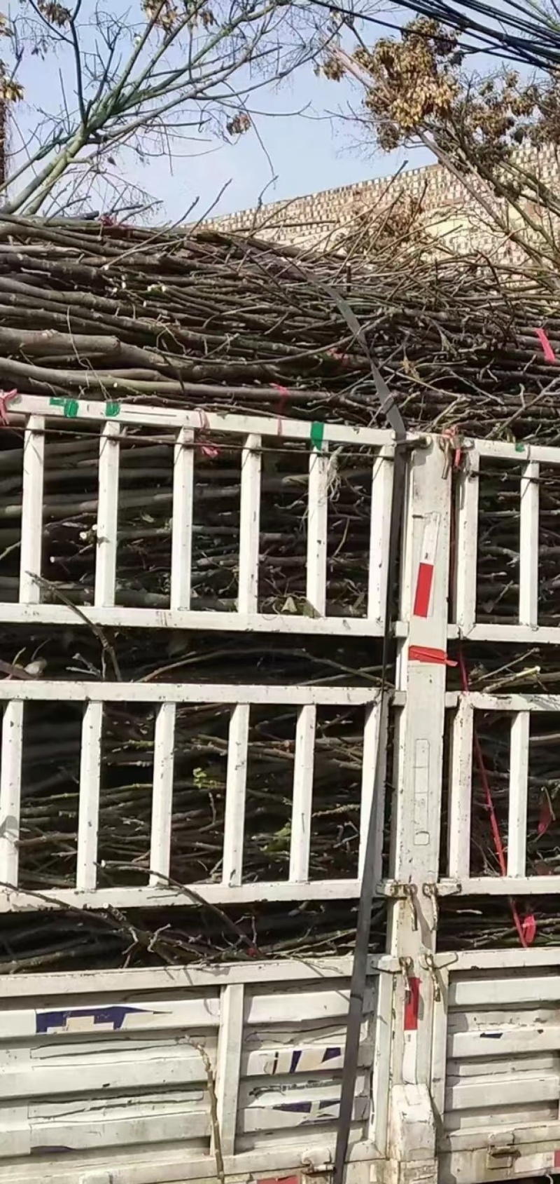 核桃苗红仁核桃苗基地供应量大质优价格优惠一手货源