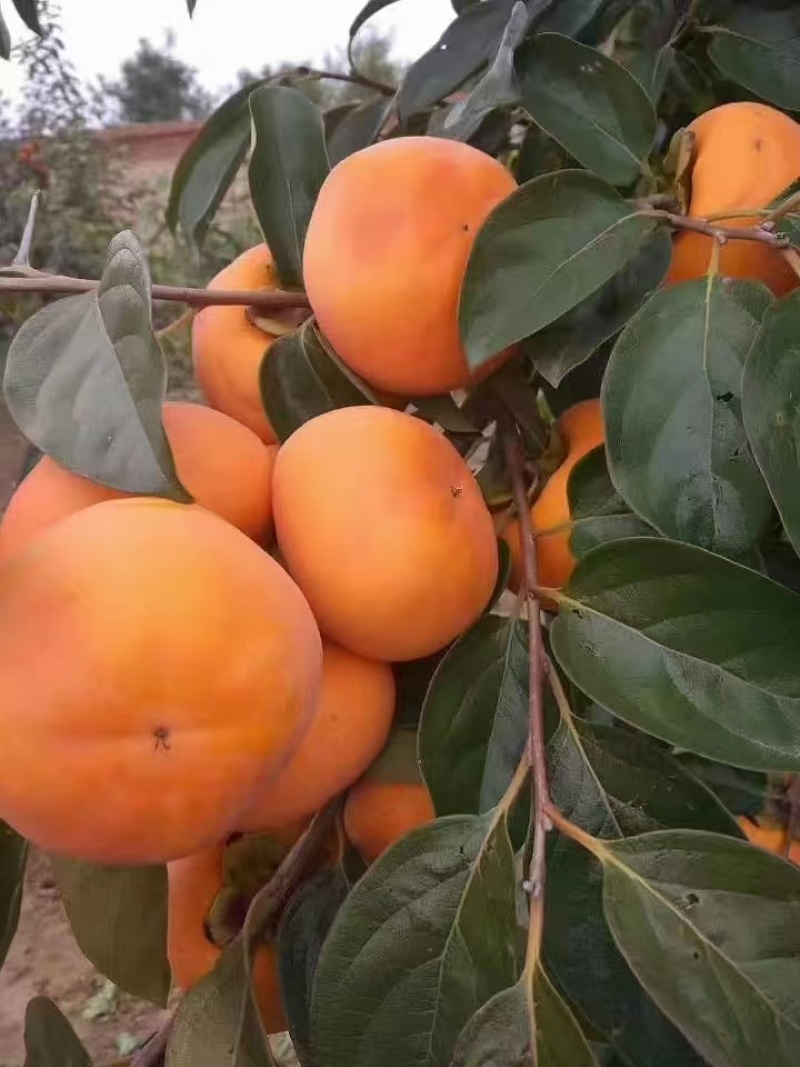 陕西咸阳柿子阳丰甜柿大量上市脆甜可口个头大果面好货源充足