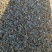 葵花籽