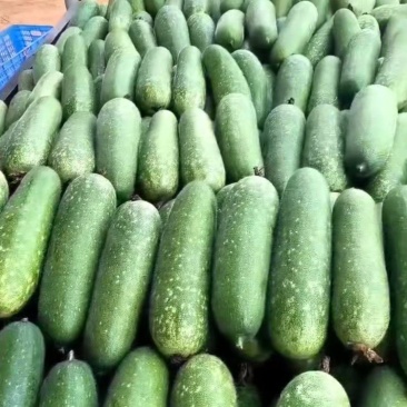 广东精品毛节瓜