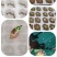 瑞玉猕猴桃量大质优价格优惠一手货源欢迎各大老板咨询