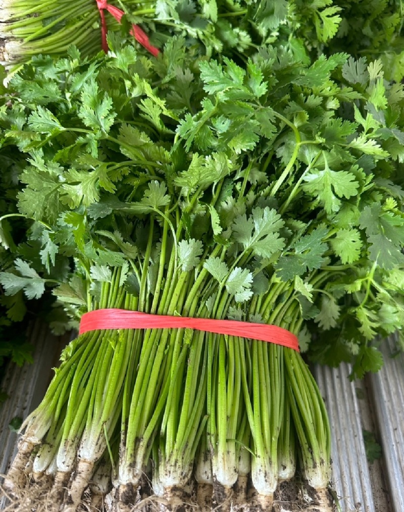 山东香菜精品铁杆青香菜货源充足量大从优全国发货