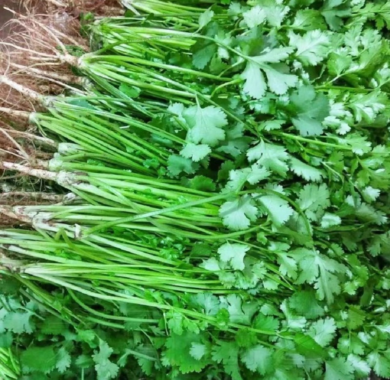 山东香菜精品铁杆青香菜货源充足量大从优全国发货