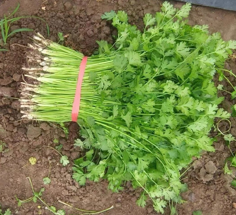 山东香菜精品铁杆青香菜货源充足量大从优全国发货
