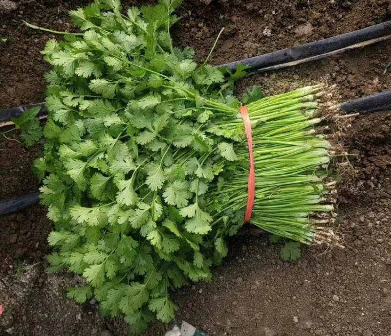 山东香菜精品铁杆青香菜货源充足量大从优全国发货