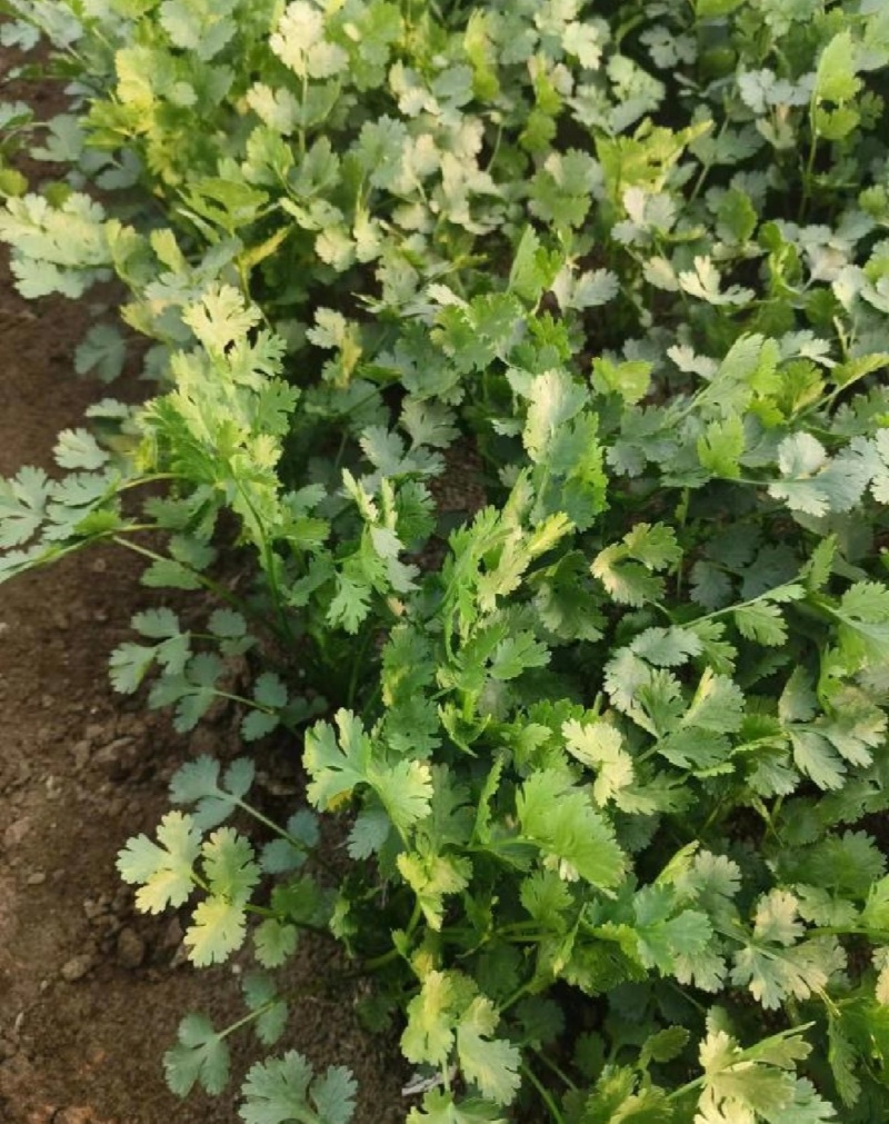 山东香菜精品铁杆青香菜货源充足量大从优全国发货