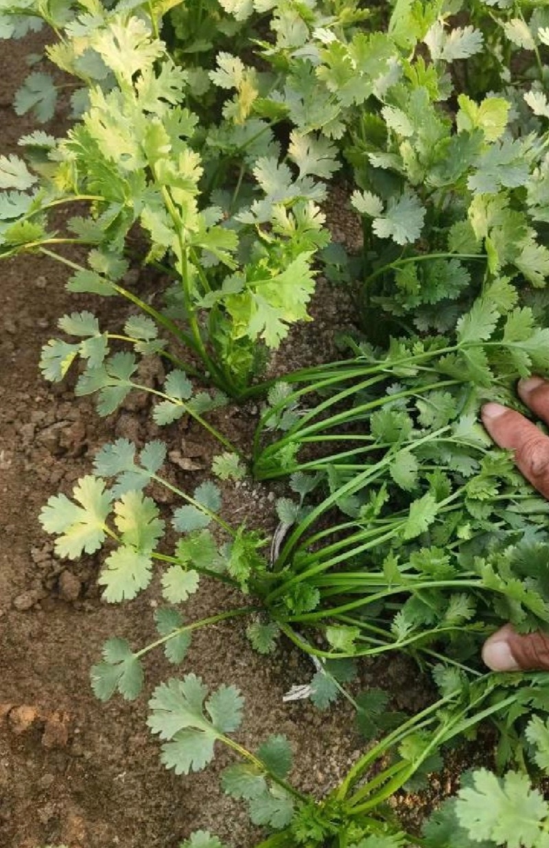 山东香菜精品铁杆青香菜货源充足量大从优全国发货