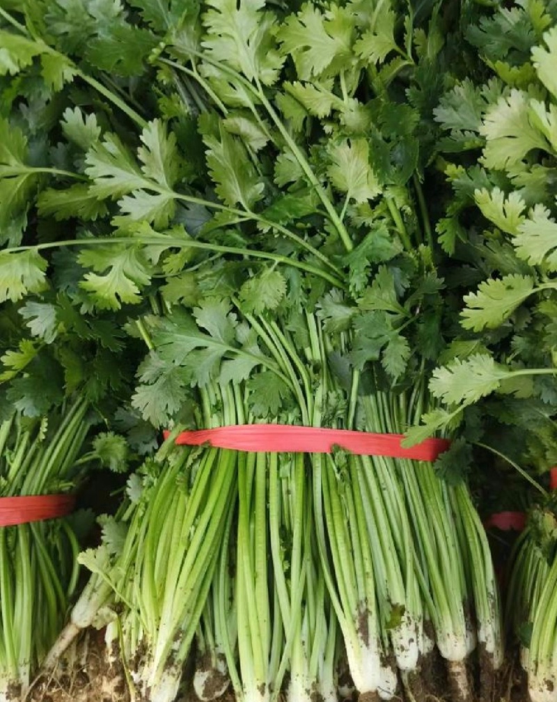 山东香菜精品铁杆青香菜货源充足量大从优全国发货