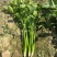 山东香菜精品铁杆青香菜货源充足量大从优全国发货