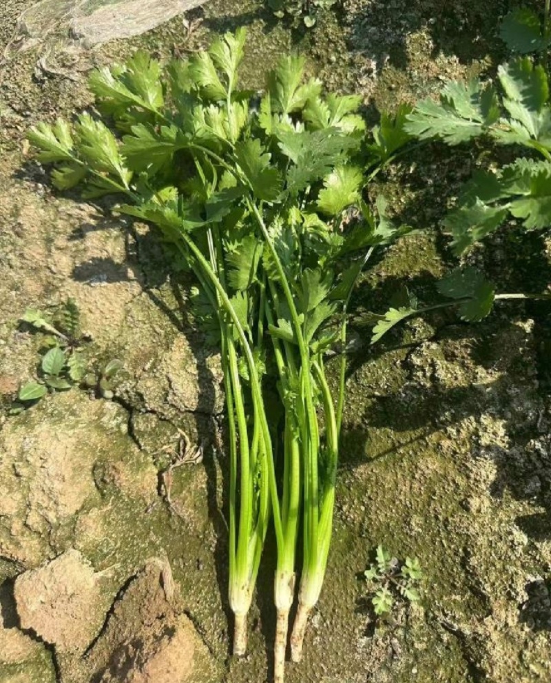 山东香菜精品铁杆青香菜货源充足量大从优全国发货