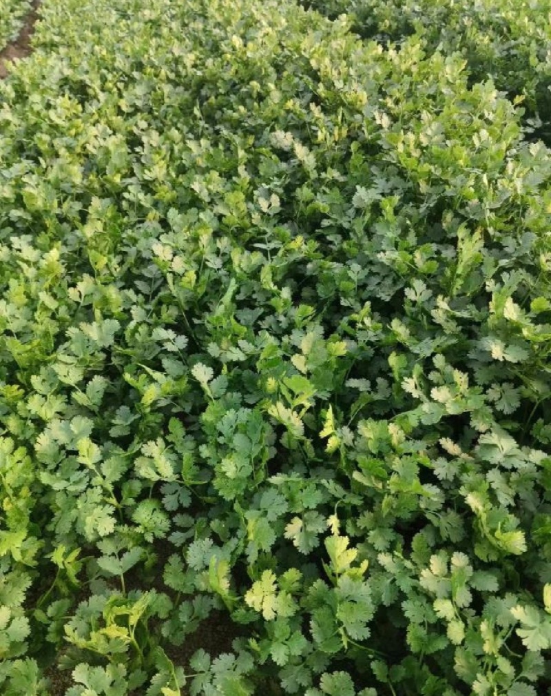 山东香菜精品铁杆青香菜货源充足量大从优全国发货