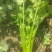 山东香菜精品铁杆青香菜货源充足量大从优全国发货