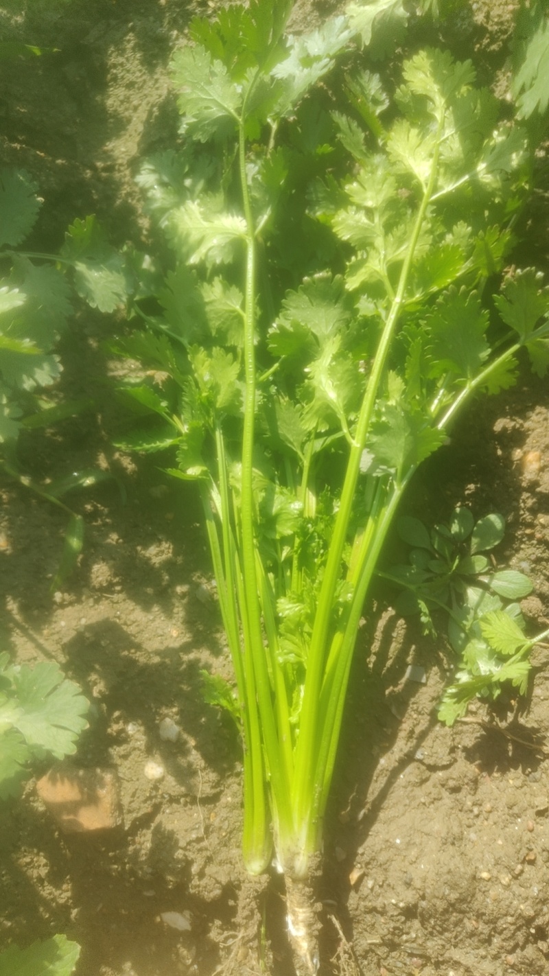 山东香菜精品铁杆青香菜货源充足量大从优全国发货