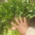 山东香菜精品铁杆青香菜货源充足量大从优全国发货