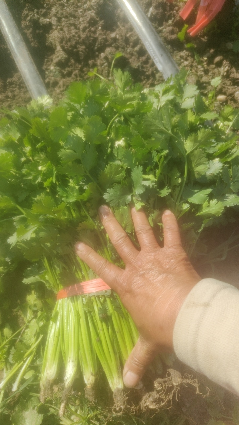 山东香菜精品铁杆青香菜货源充足量大从优全国发货
