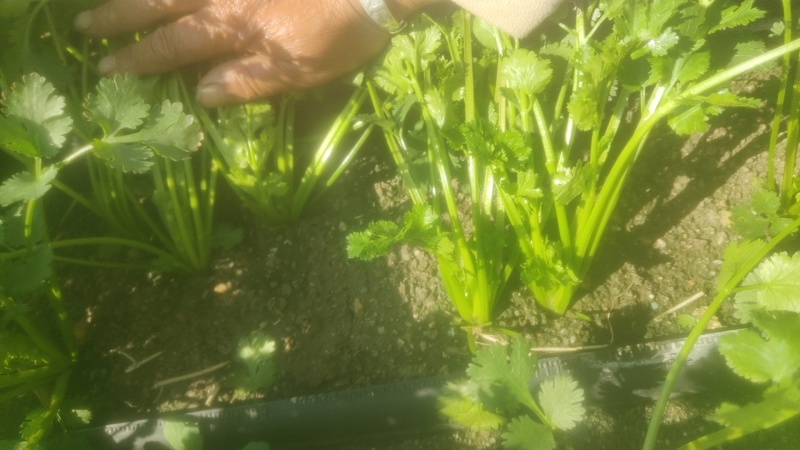 山东香菜精品铁杆青香菜货源充足量大从优全国发货