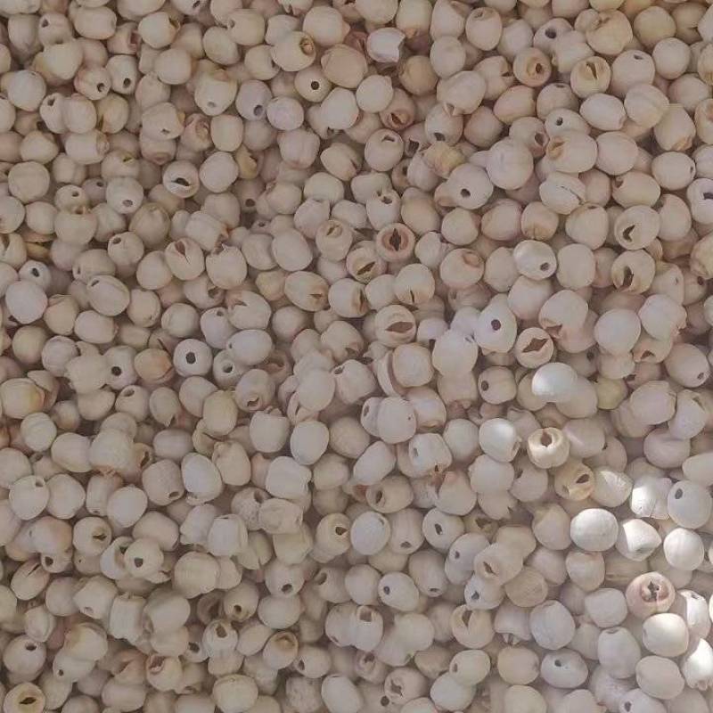 莲子一手货源保质保量供货欢迎咨询选购