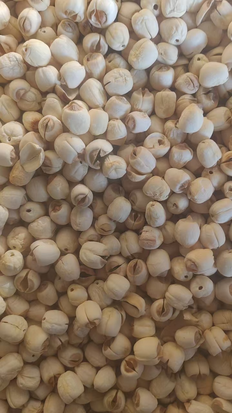莲子一手货源保质保量供货欢迎咨询选购