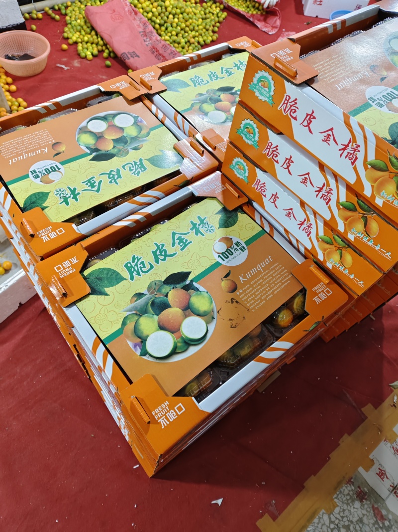 广西滑皮脆皮金桔，大量上市。产地直发，一件代发，欢迎来电