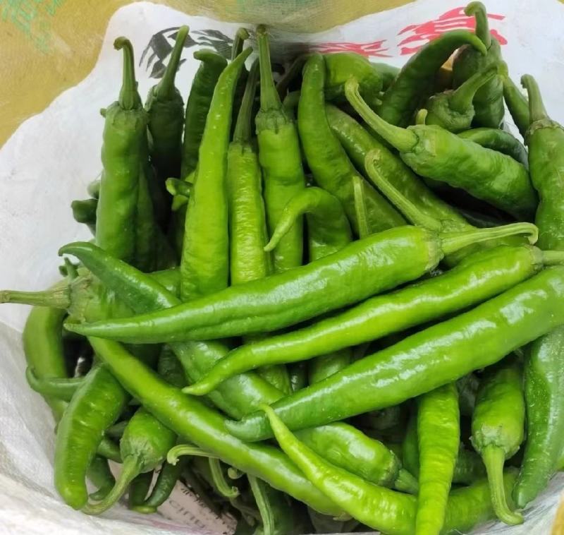 湘研55号辣椒大量供应湖南，产地直发，支持零售批发