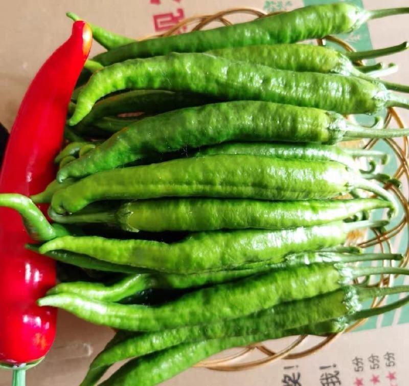 湘研55号辣椒大量供应湖南，产地直发，支持零售批发