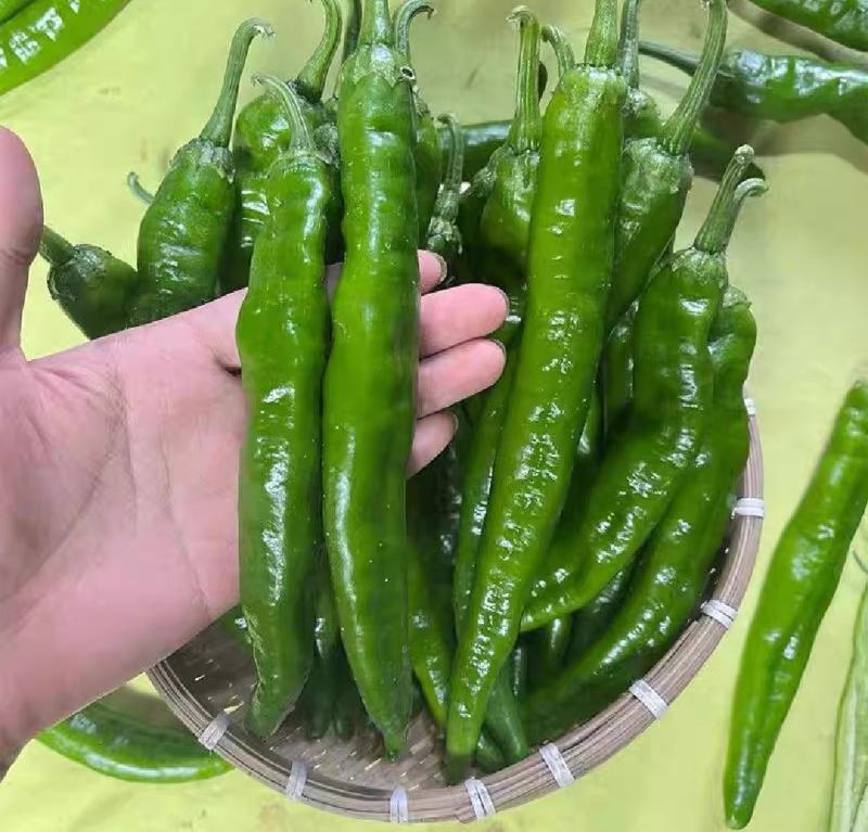 湘研55号辣椒大量供应湖南，产地直发，支持零售批发