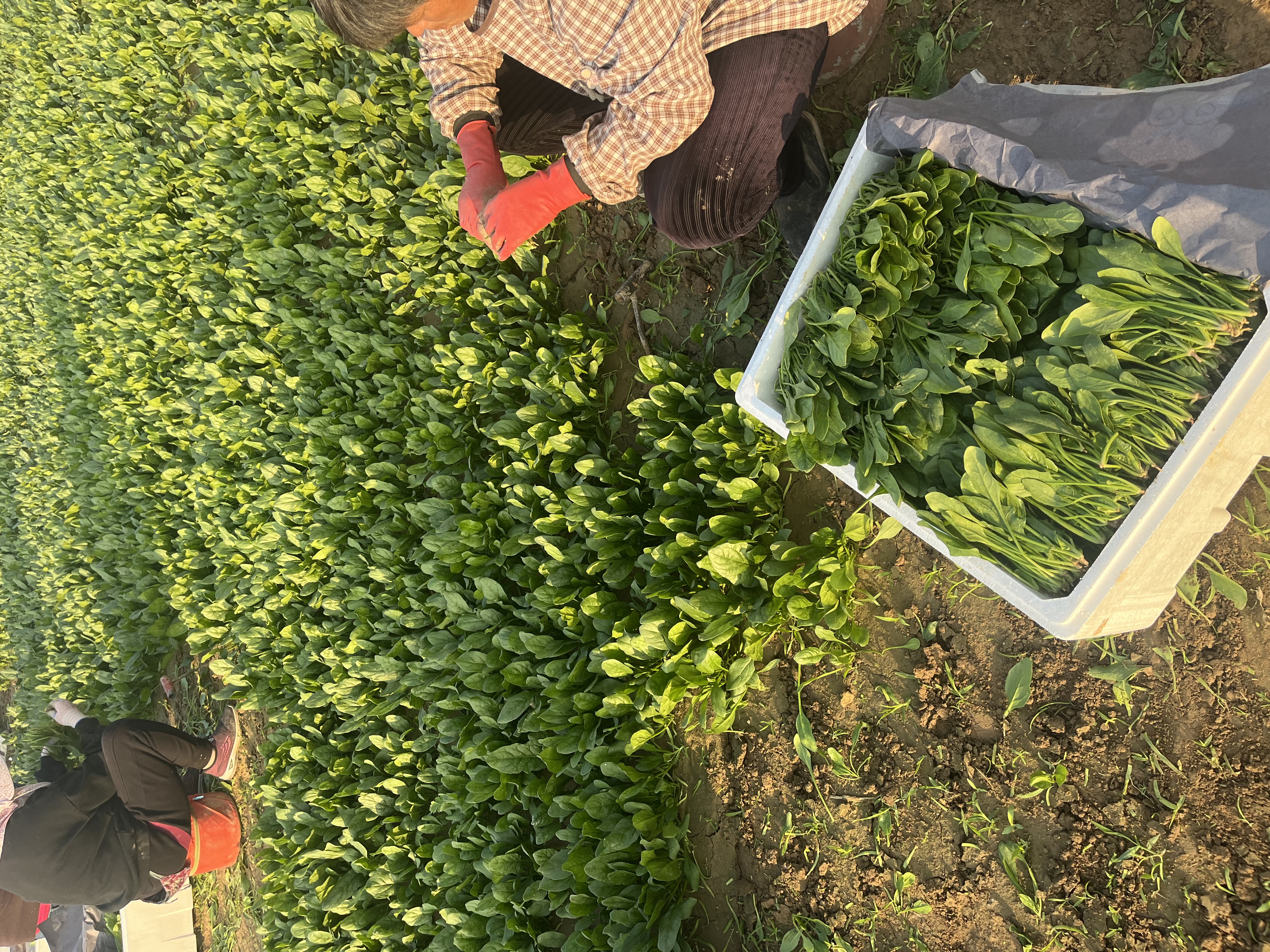 图片说明:农民正在为大叶菠菜田铺设厚厚的稻草层,随后覆盖白色无纺布,远处可见积雪覆盖的田野,作业人员穿着厚重棉衣,体现严寒环境下的冬季农业管理场景 北方地区大叶菠菜越冬覆盖现场图
