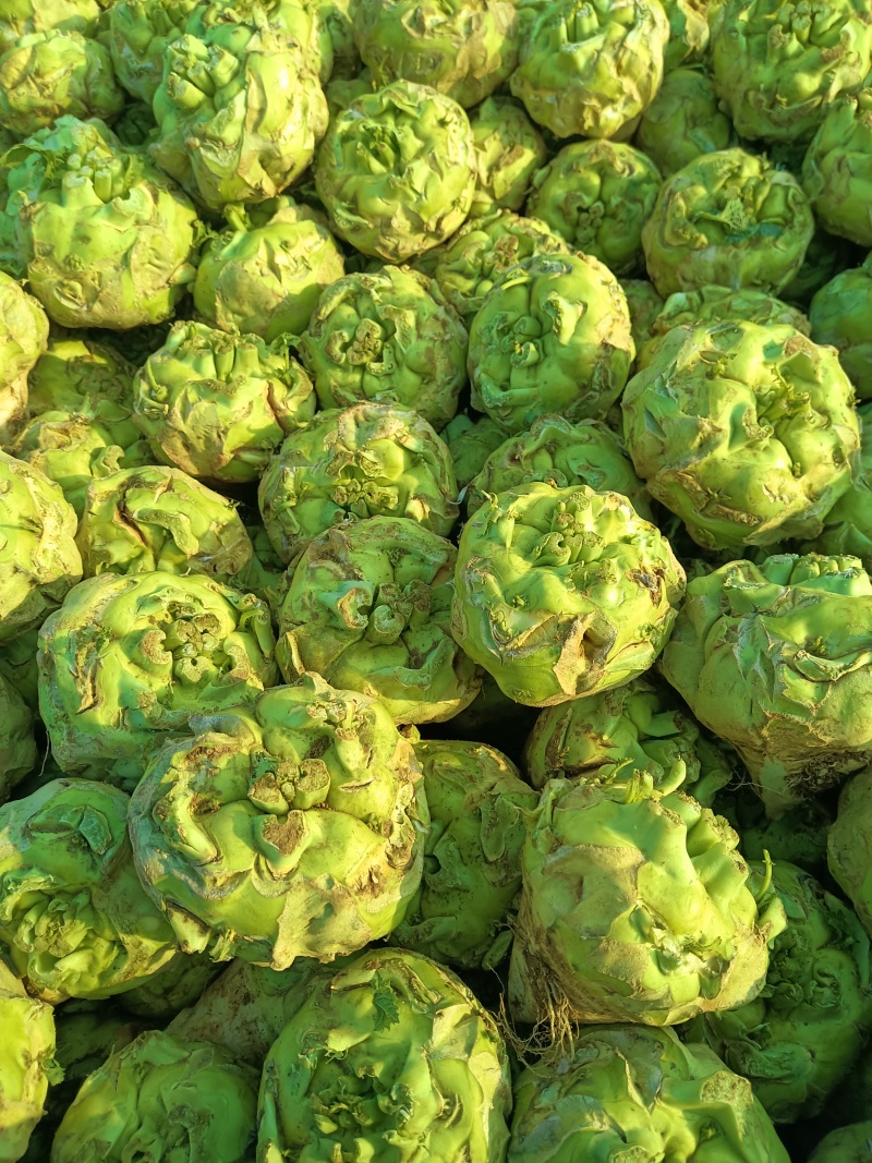 【推荐】汝州市芥菜从十月份以后大量上市货源充足
