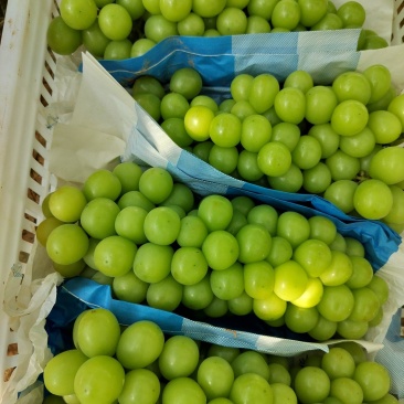 玫瑰葡萄