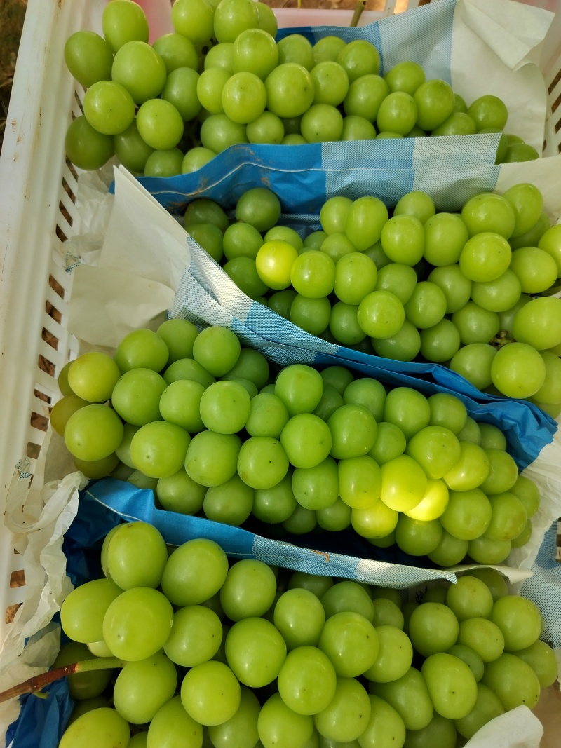 玫瑰葡萄