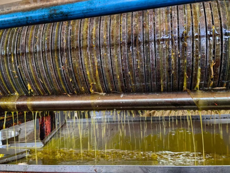 山茶籽油