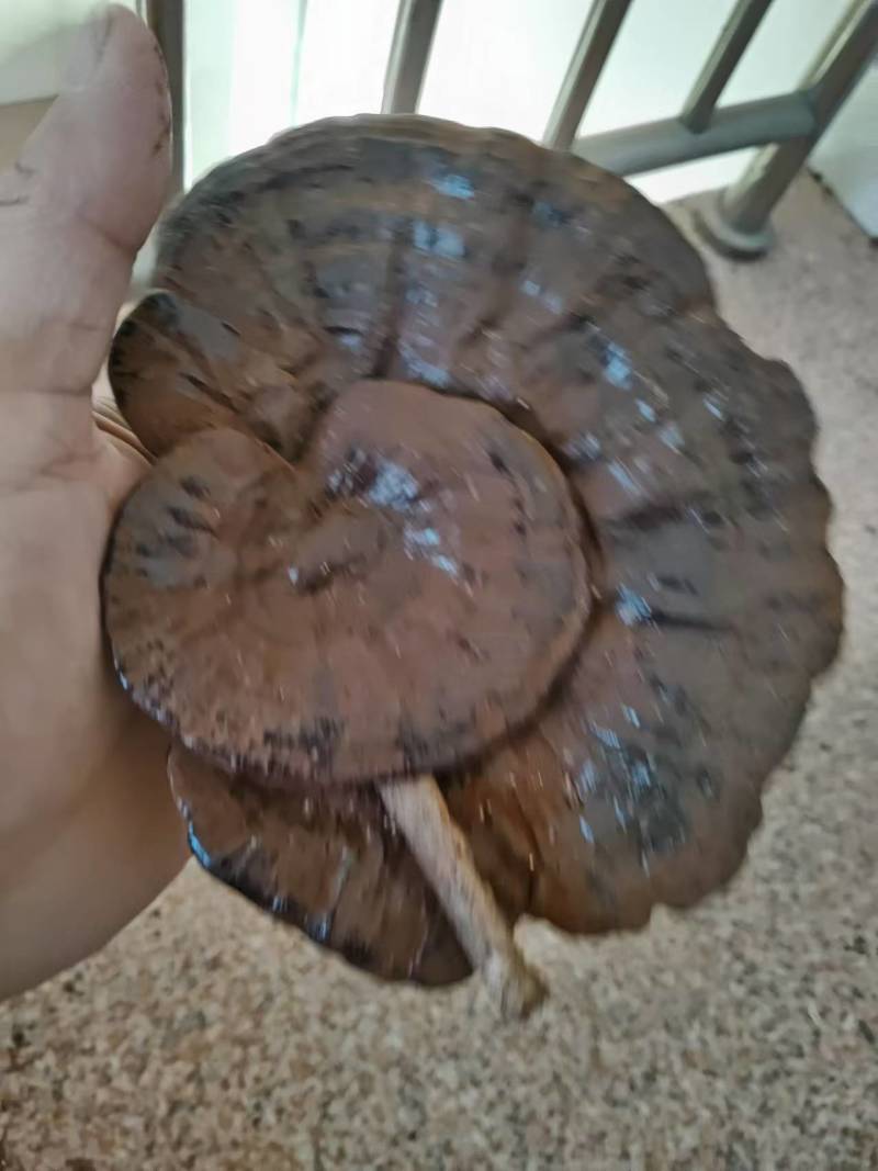 广西精品紫灵芝产地直供品质保证量大从优欢迎咨询