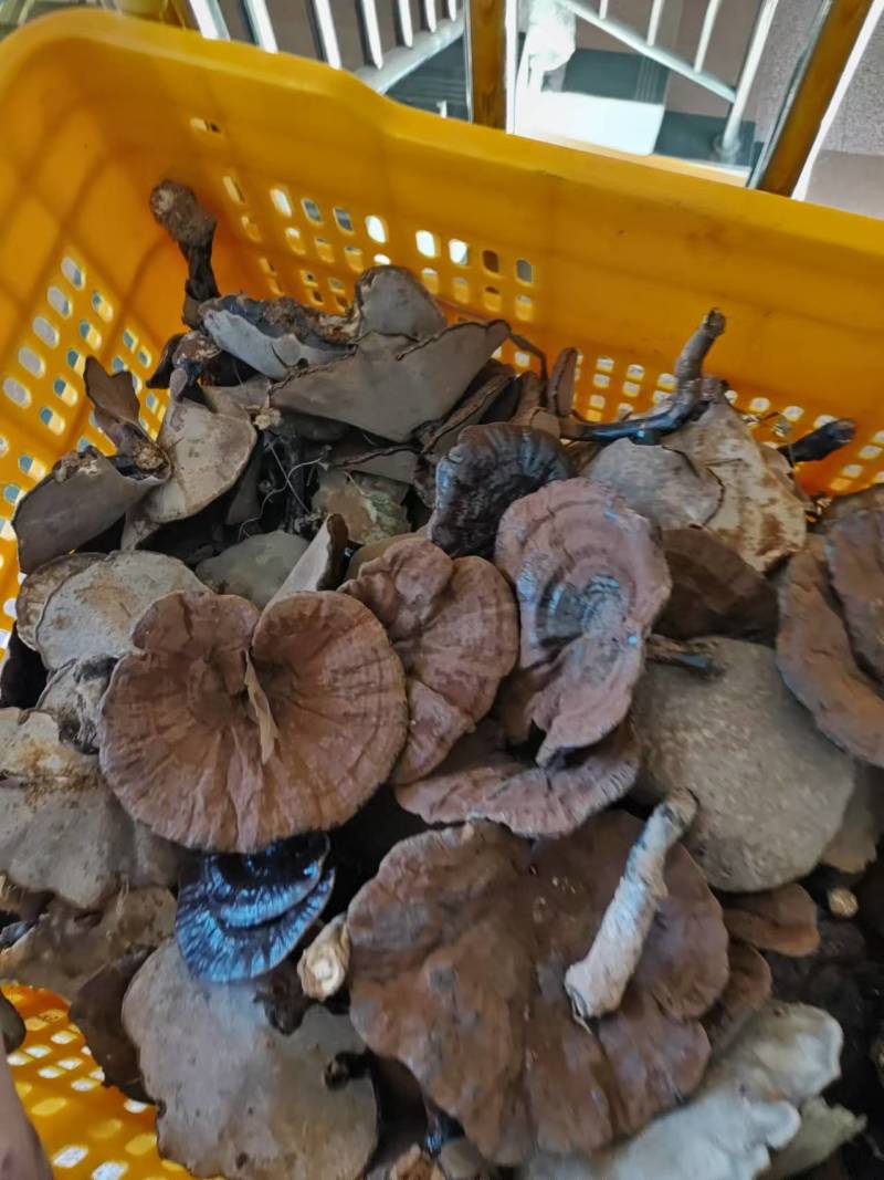 广西精品紫灵芝产地直供品质保证量大从优欢迎咨询
